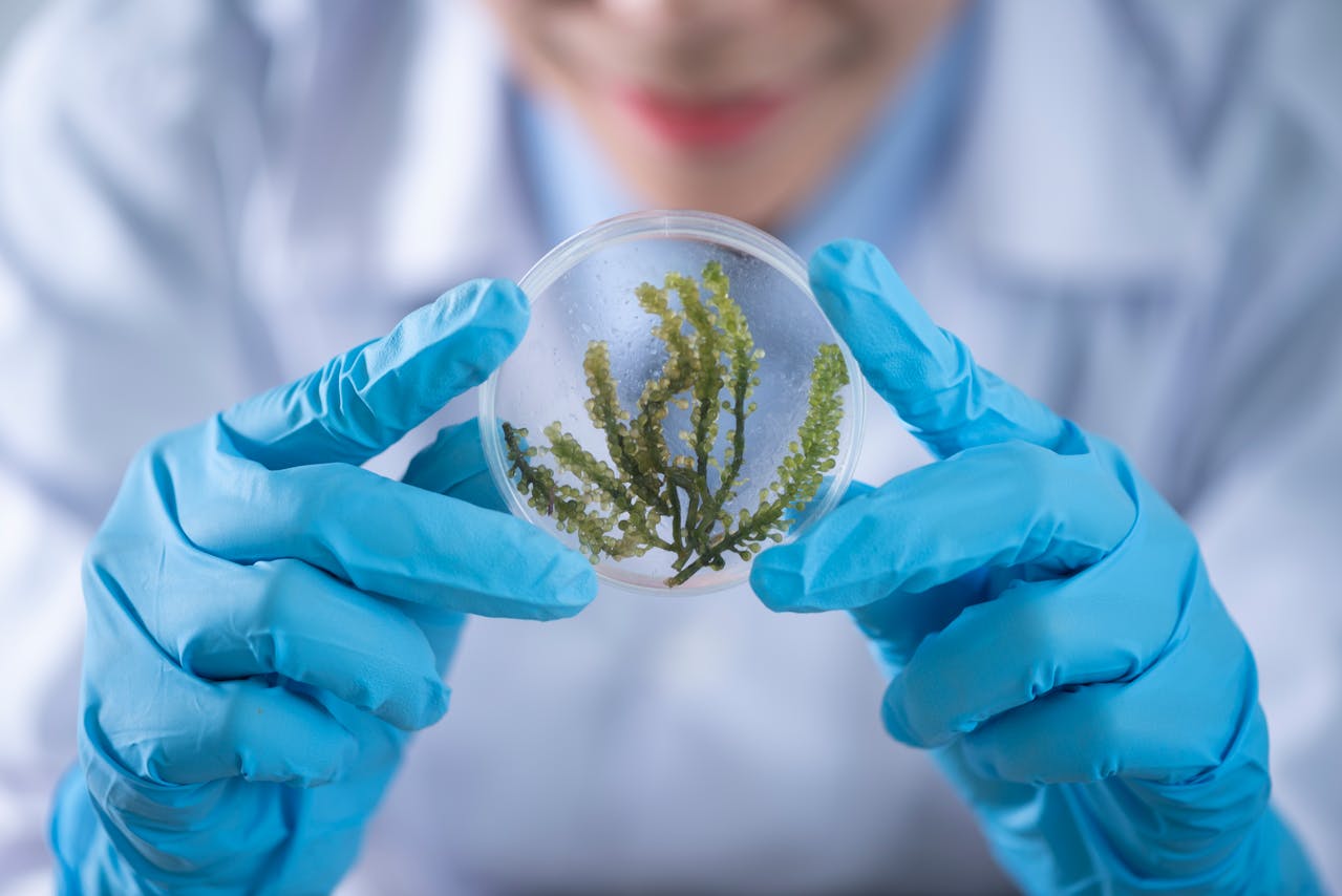 CRISPR Gene Editing Revolutionizes Modern Agriculture